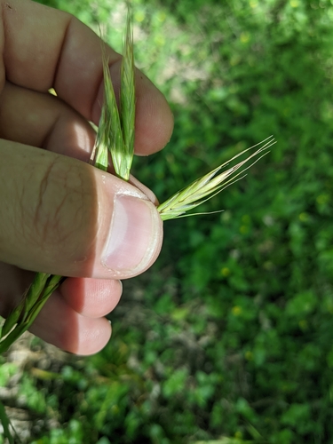 Image of Bromus lanceolatus by (c) Cleveland Powell, some rights reserved (CC BY)