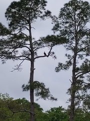 Haliaeetus leucocephalus leucocephalus