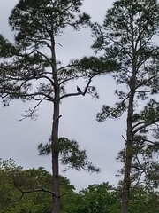 Haliaeetus leucocephalus leucocephalus
