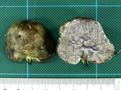 Heliogaster columellifer