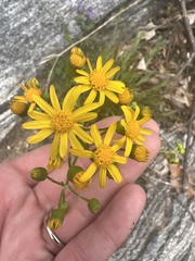 Packera millefolium