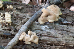 Lentinellus micheneri