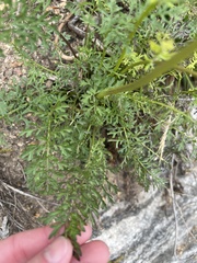 Packera millefolium