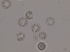 Heliogaster columellifer