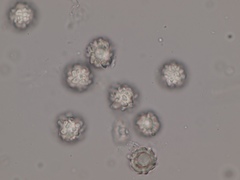 Heliogaster columellifer