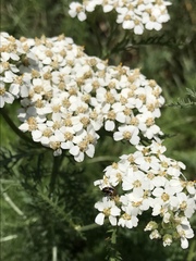 Cryptocephalus castaneus