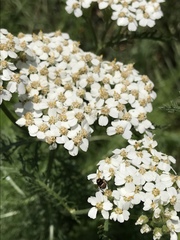 Cryptocephalus castaneus