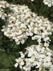 Cryptocephalus castaneus