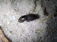 Sphenophorus necydaloides