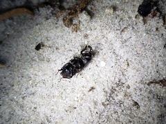 Sphenophorus necydaloides