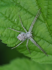 Philodromus marmoratus