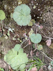Heuchera parviflora