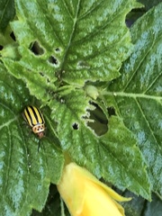 Disonycha spilotrachela