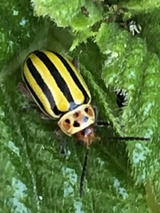 Disonycha spilotrachela