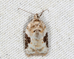 Acleris simpliciana