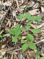 Ligusticum canadense