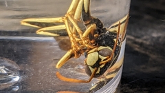 Mischocyttarus flavitarsis