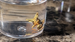 Mischocyttarus flavitarsis