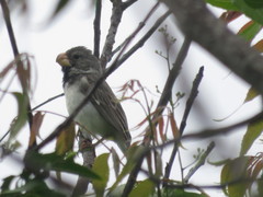 Sporophila peruviana