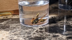 Mischocyttarus flavitarsis