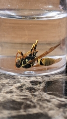 Mischocyttarus flavitarsis