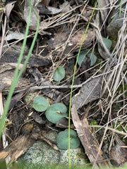 Corybas barbarae
