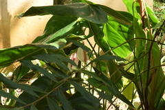 Anthurium nymphaeifolium