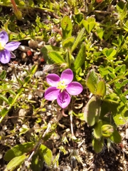 Spergularia purpurea