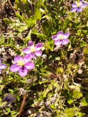 Spergularia purpurea