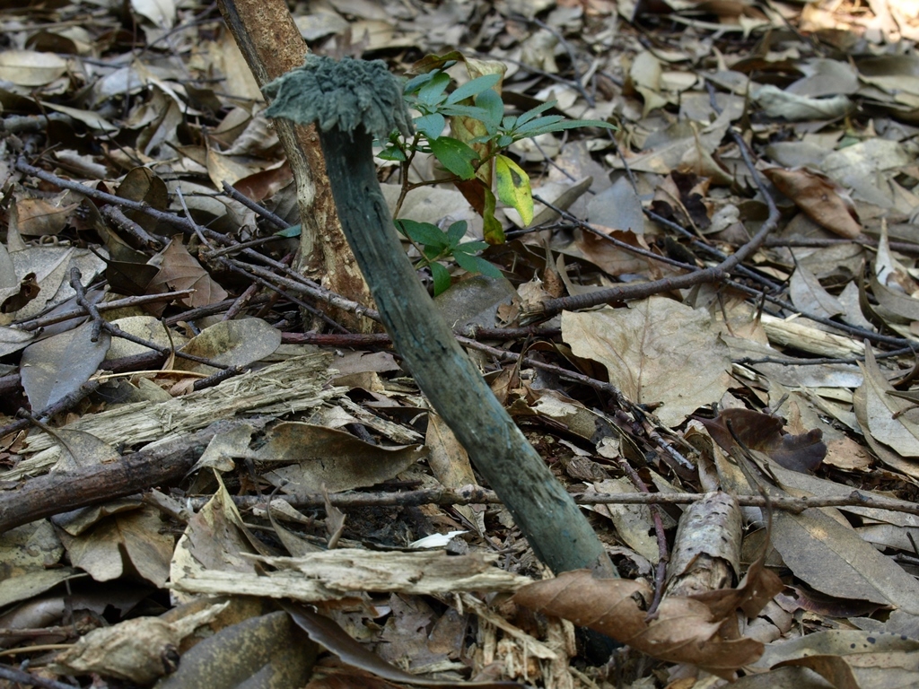Pseudotulostoma japonicum (Kawam. ex Otani) I.Asai, H.Sato & Nara