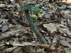 Pseudotulostoma japonicum