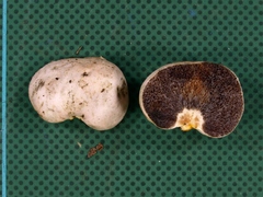 Turmalinea persicina