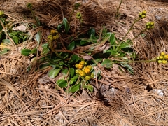 Senecio sandersianus