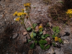 Senecio sandersianus