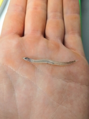Ammodytidae