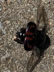 Hister quadrimaculatus