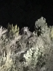 Macropus fuliginosus