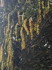 Heptapleurum arboricola