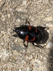 Hister quadrimaculatus