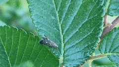 Strobisia proserpinella