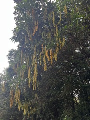 Heptapleurum arboricola
