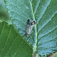 Strobisia proserpinella