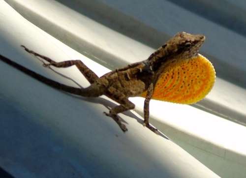 Clouded Anole