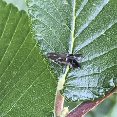 Strobisia proserpinella