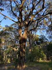 Eucalyptus paniculata