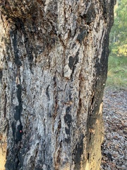 Eucalyptus paniculata