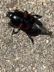 Hister quadrimaculatus