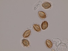 Turmalinea persicina