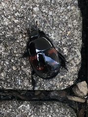 Hister quadrimaculatus