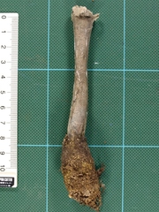 Pseudotulostoma japonicum
